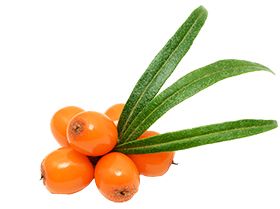 Sea buckthorn PNG     图片编号:24863