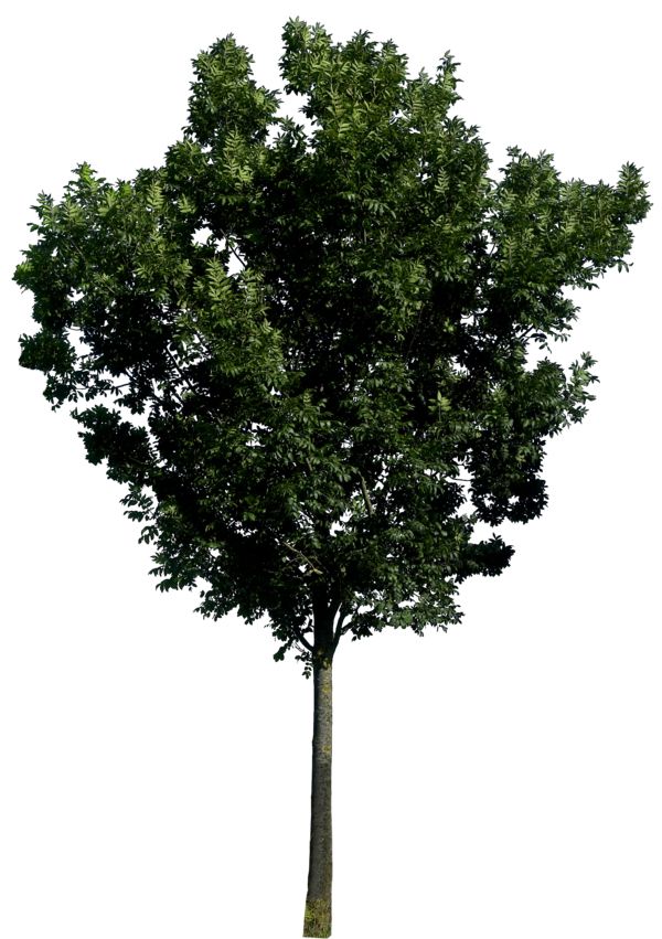 tree png image, free download, picture     图片编号:197