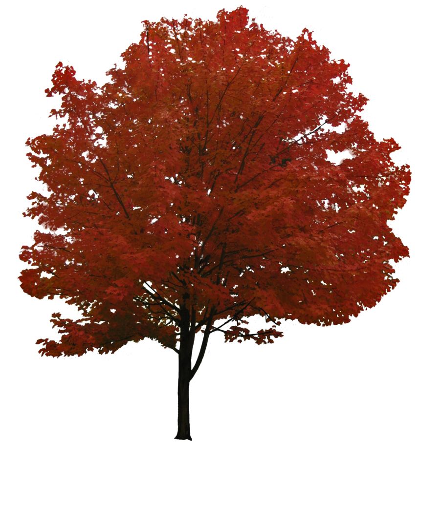 tree png image, free download, picture     图片编号:204