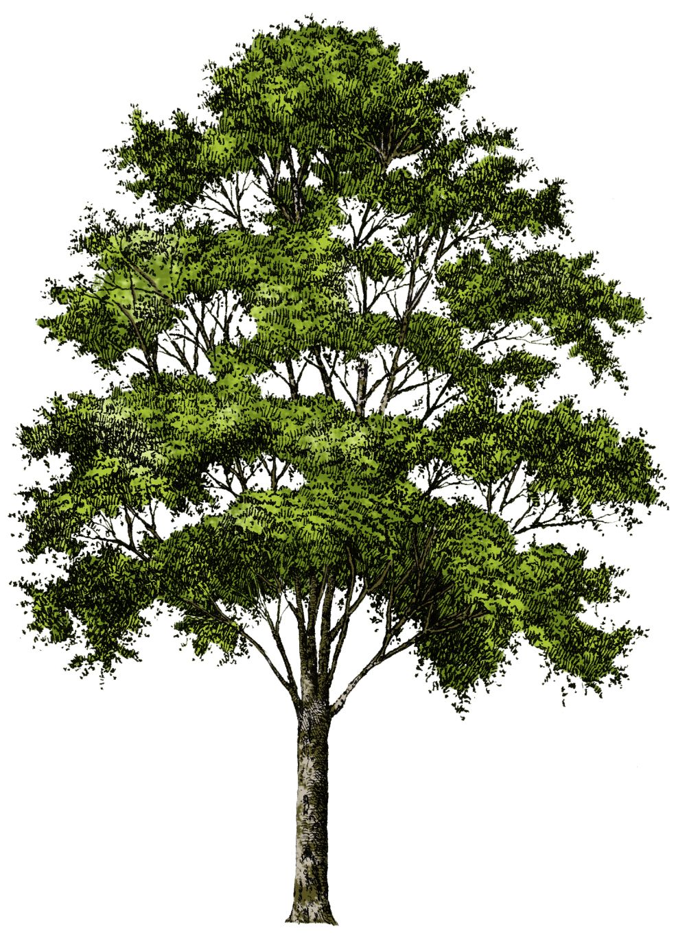 tree png image, free download, picture     图片编号:215