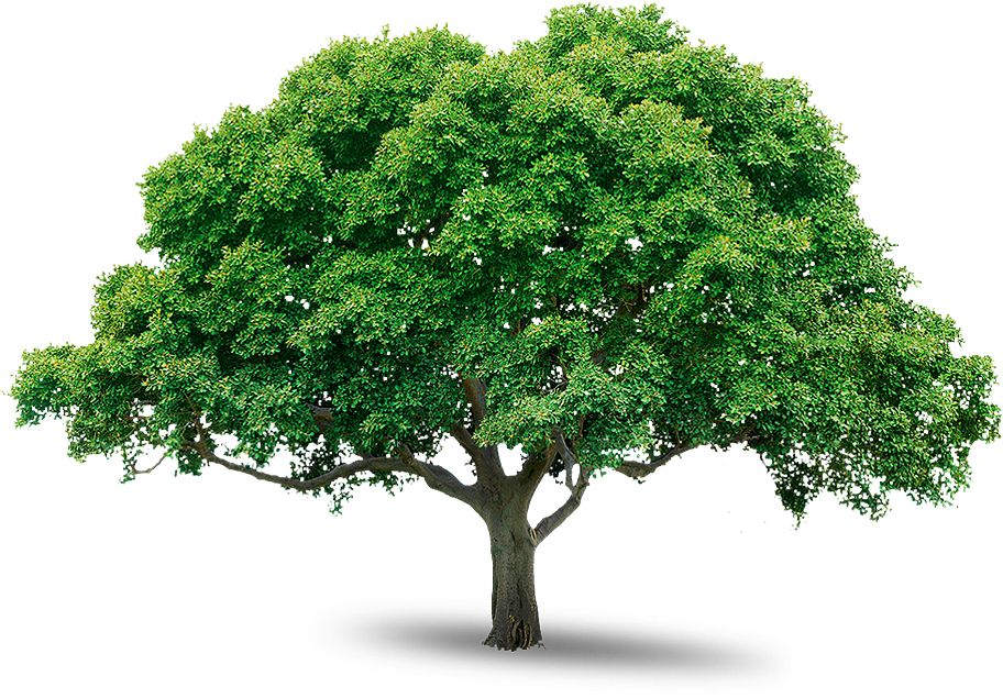 tree png image, free download, picture     图片编号:216