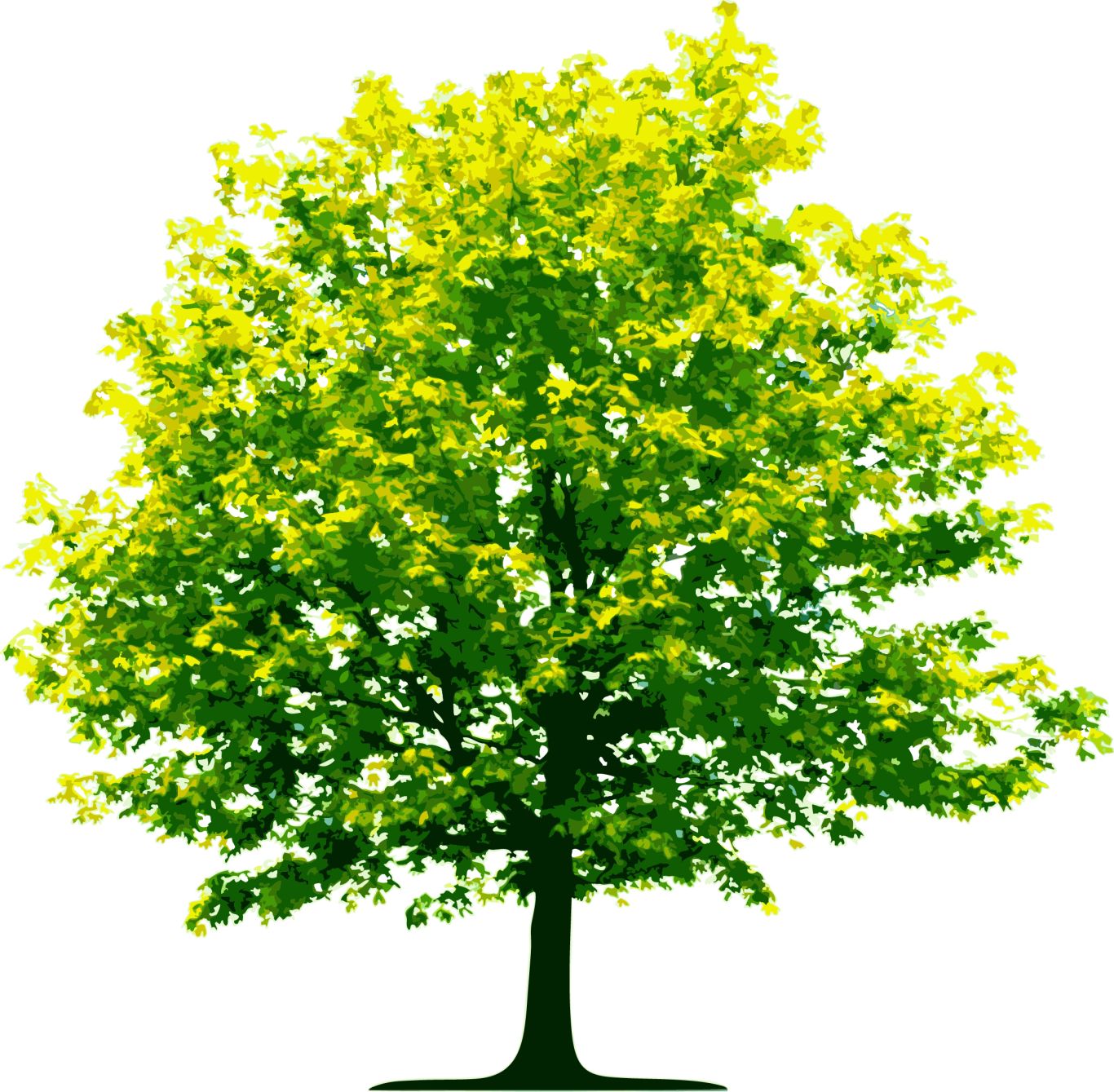 tree png image, free download, picture     图片编号:224