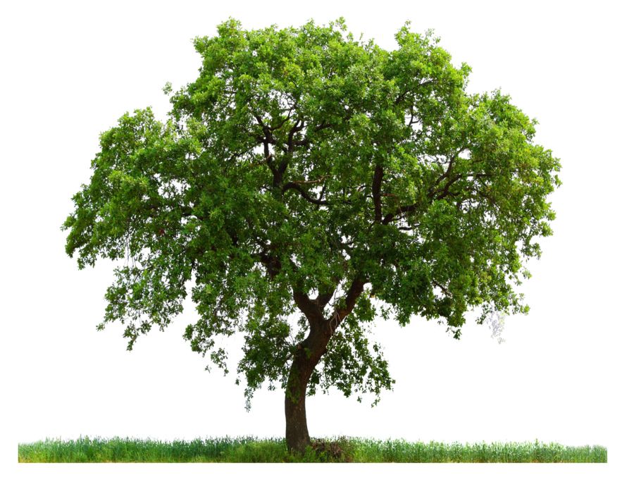 tree png image, free download, picture     图片编号:227