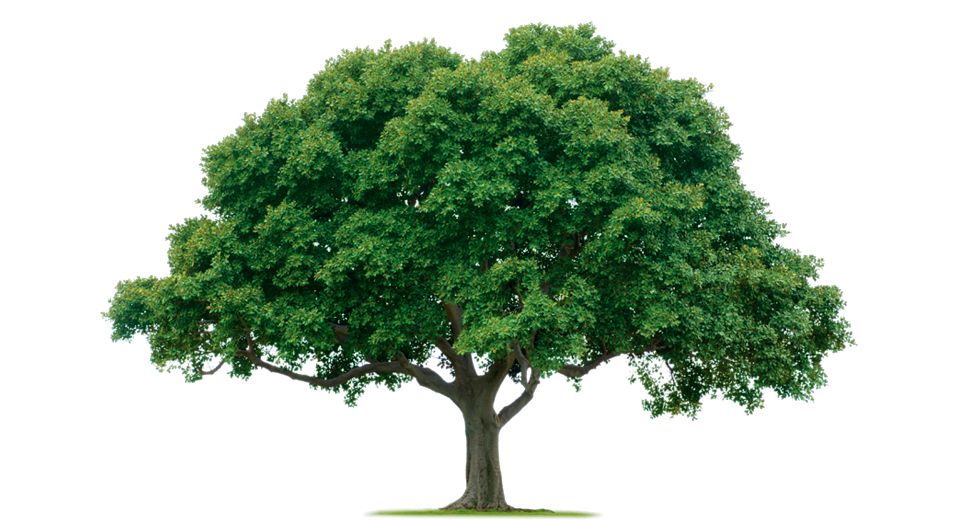 tree png image, free download, picture     图片编号:2517