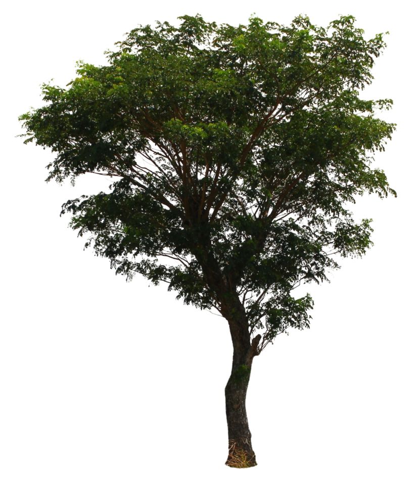 tree PNG     图片编号:92781