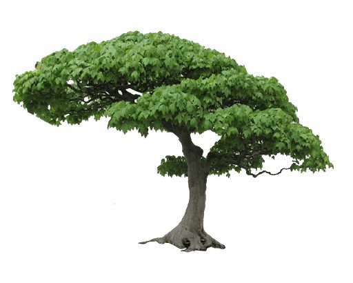 tree PNG     图片编号:92786