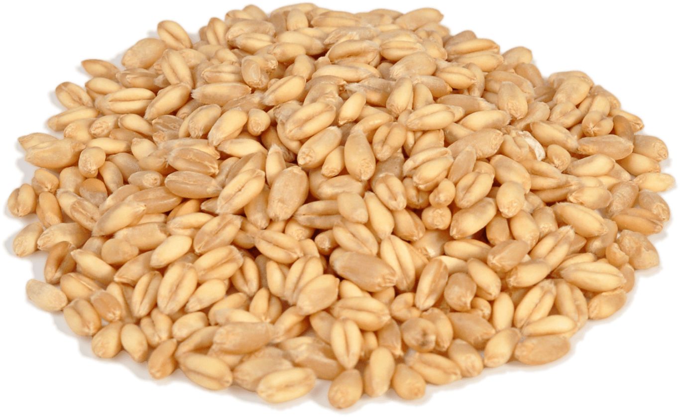 Wheat PNG     图片编号:36320