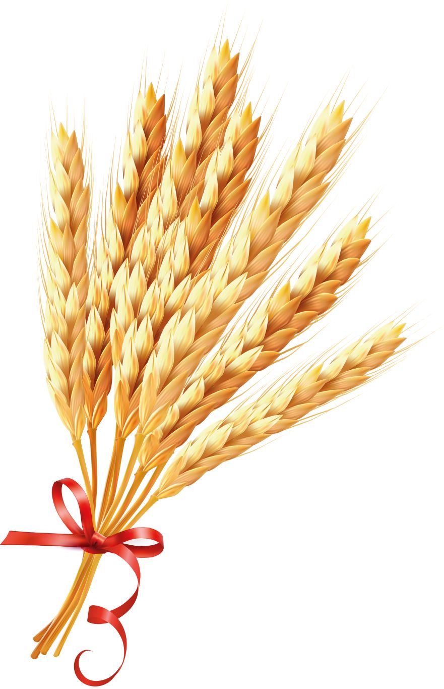 Wheat PNG     图片编号:36420
