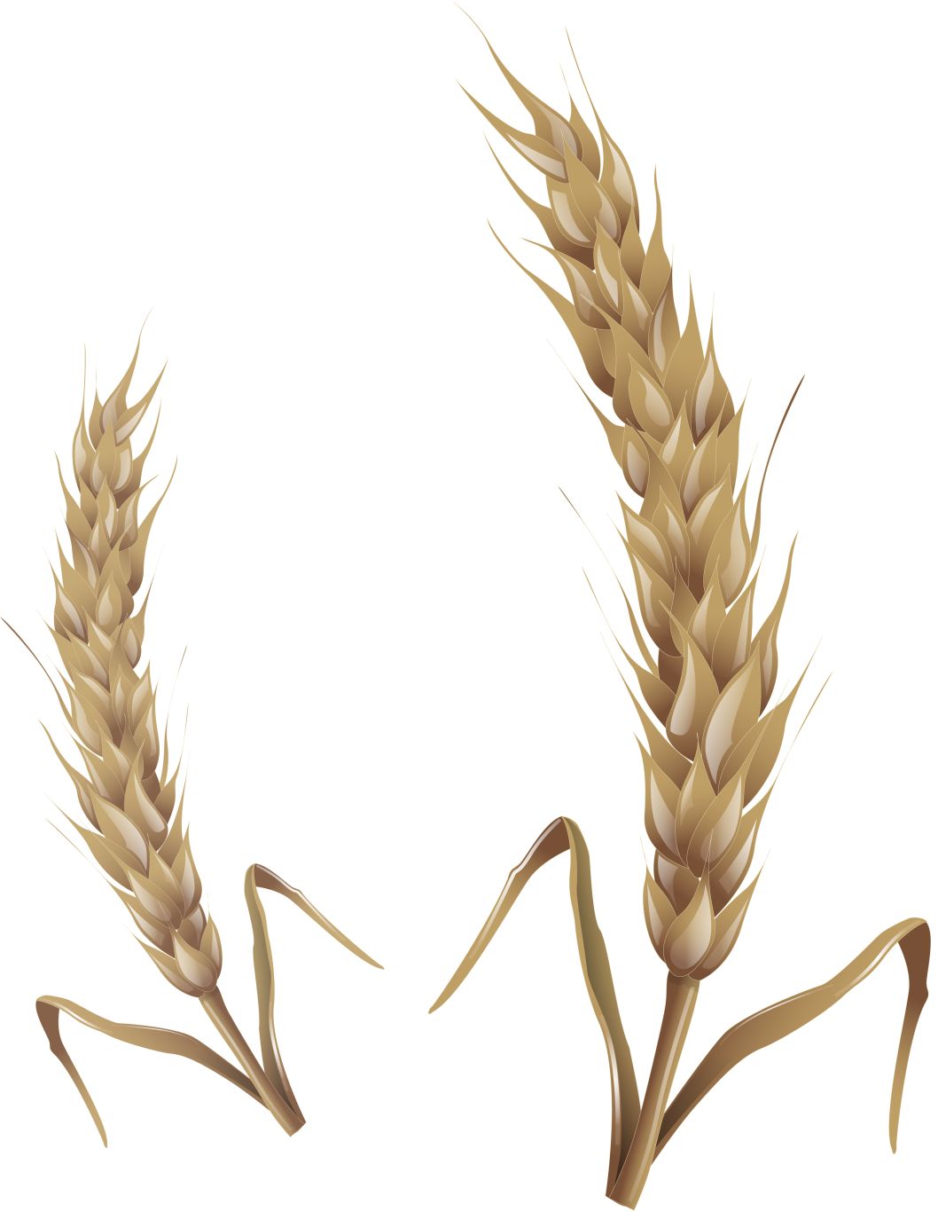 Wheat PNG     图片编号:36330