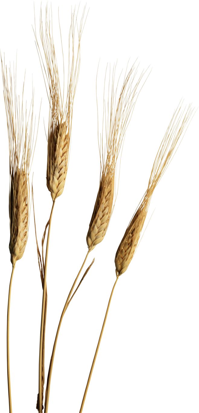 Wheat PNG     图片编号:36334