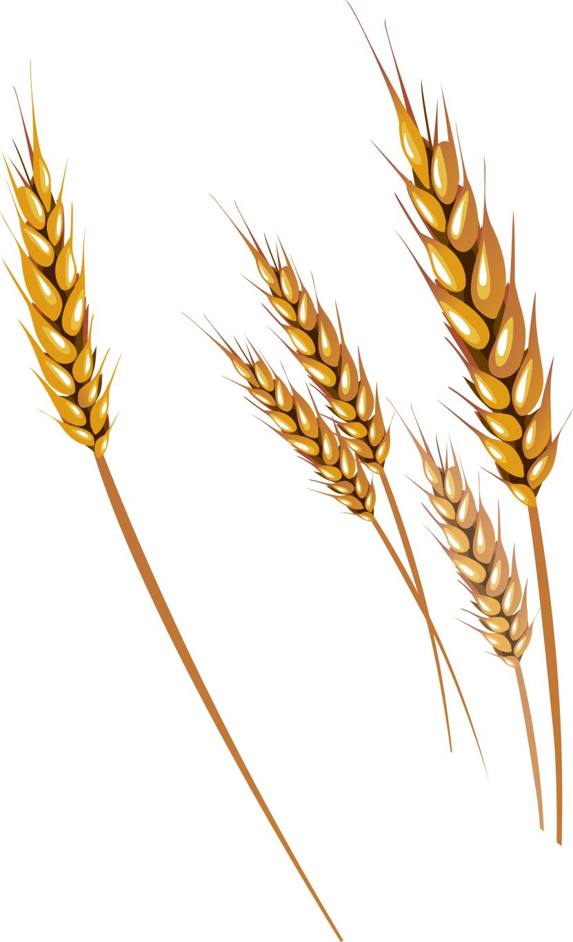 Wheat PNG     图片编号:36336