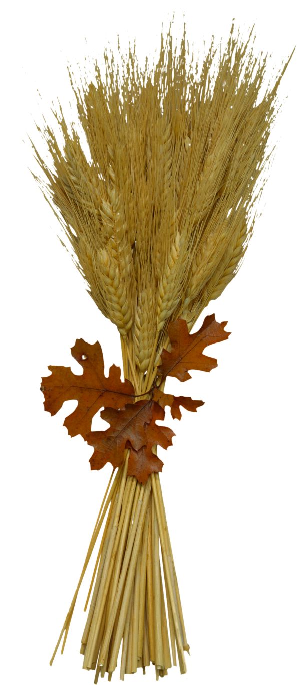 Wheat PNG     图片编号:36340