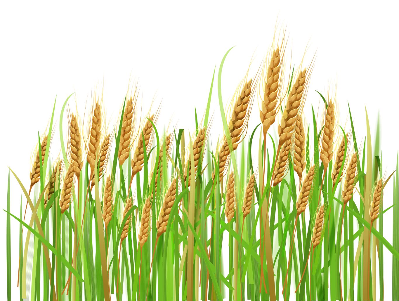 Wheat PNG     图片编号:36346