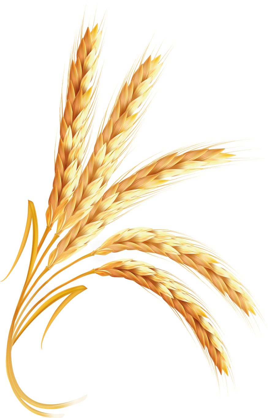 Wheat PNG     图片编号:36349