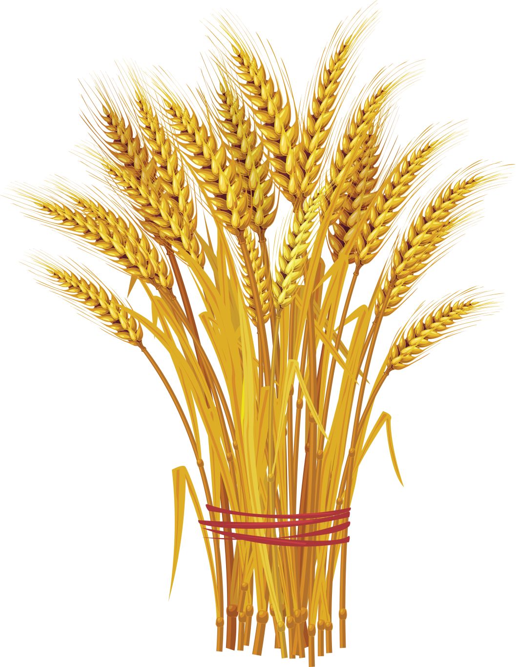 Wheat PNG     图片编号:36351