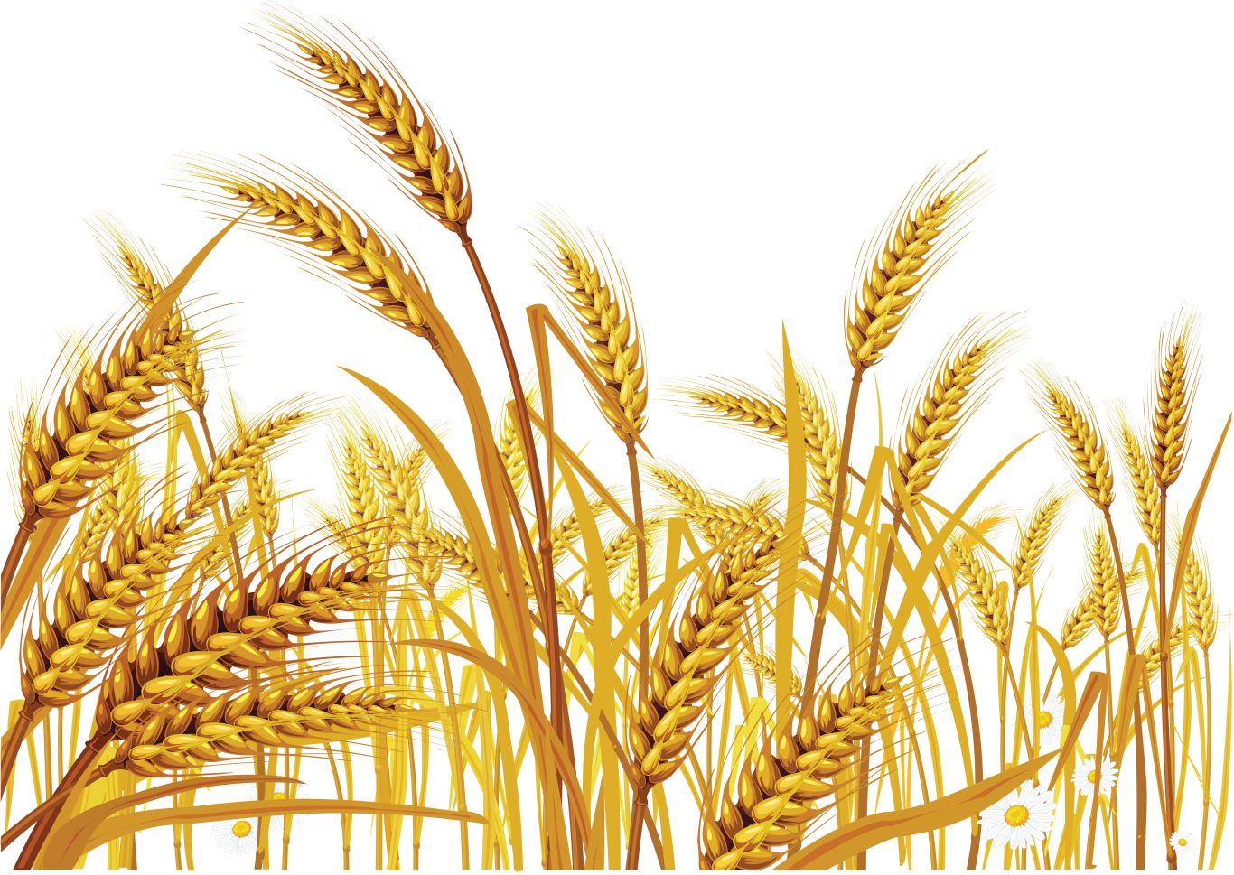 Wheat PNG     图片编号:36352