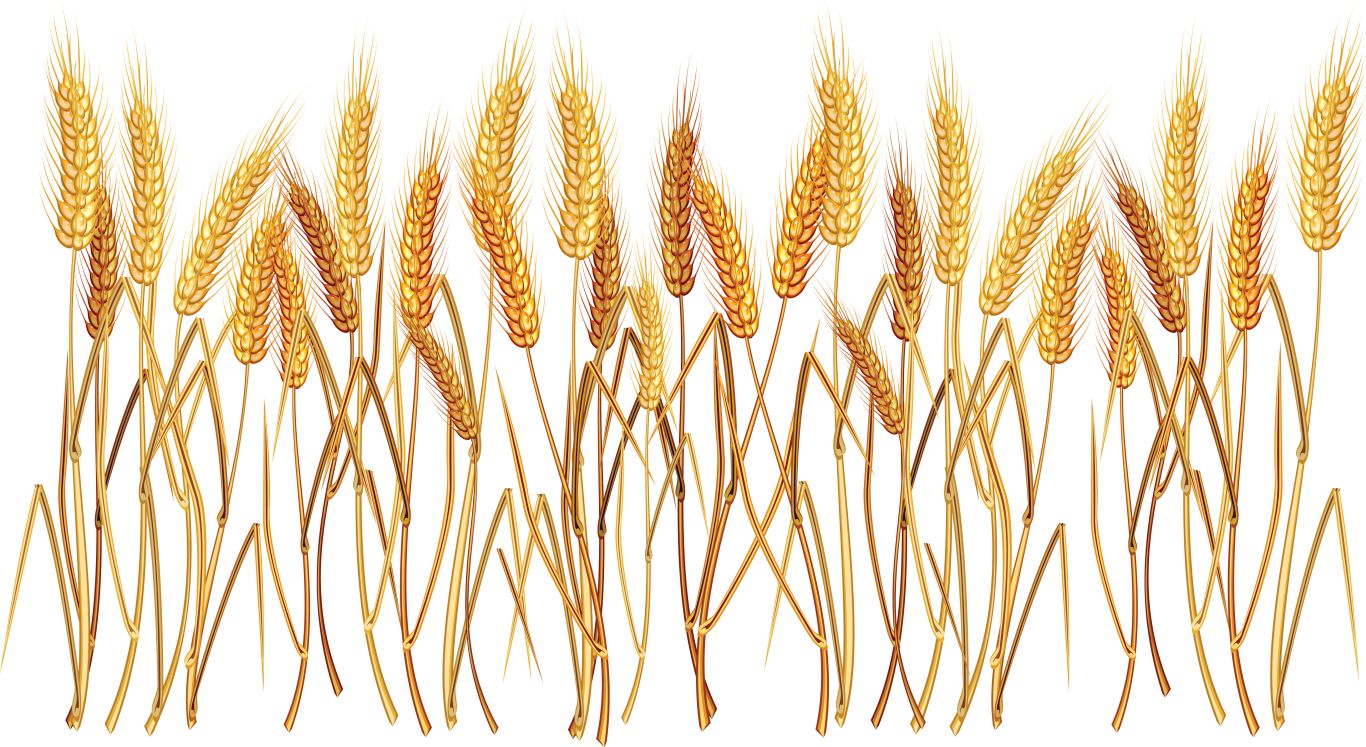 Wheat PNG     图片编号:36353