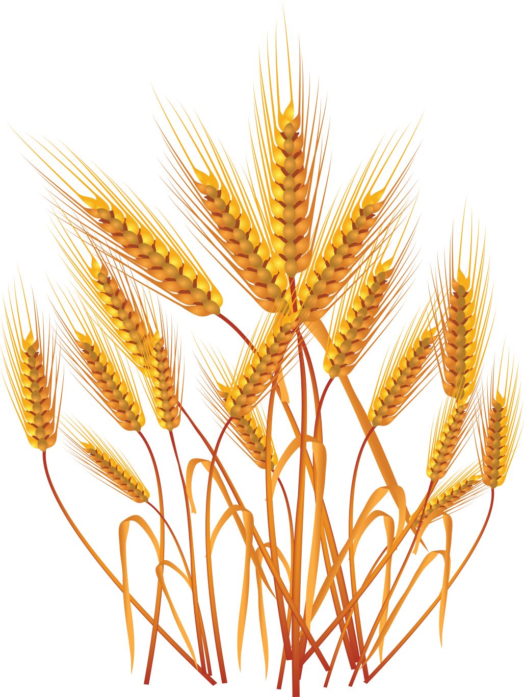 Wheat PNG     图片编号:36355