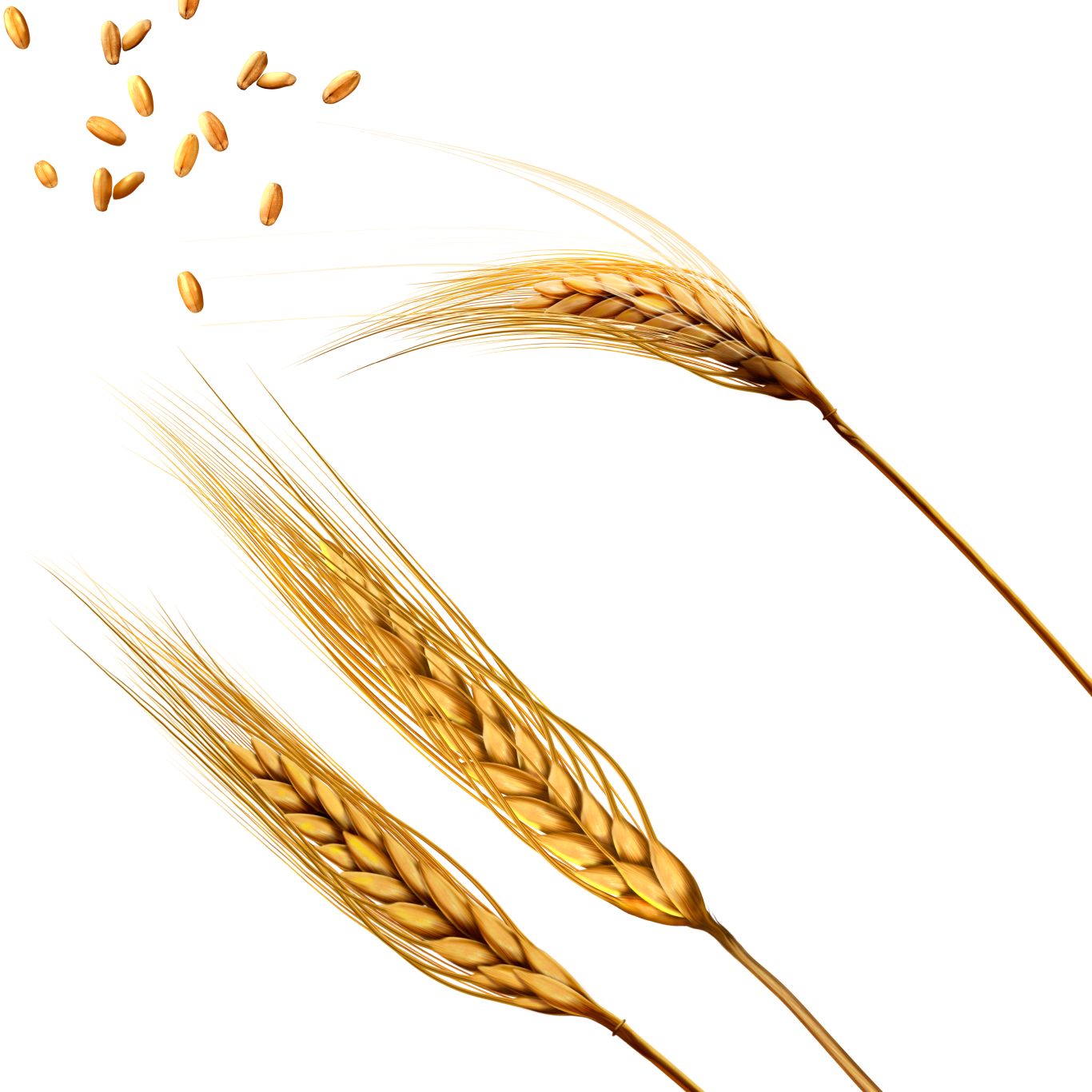 Wheat PNG     图片编号:36368