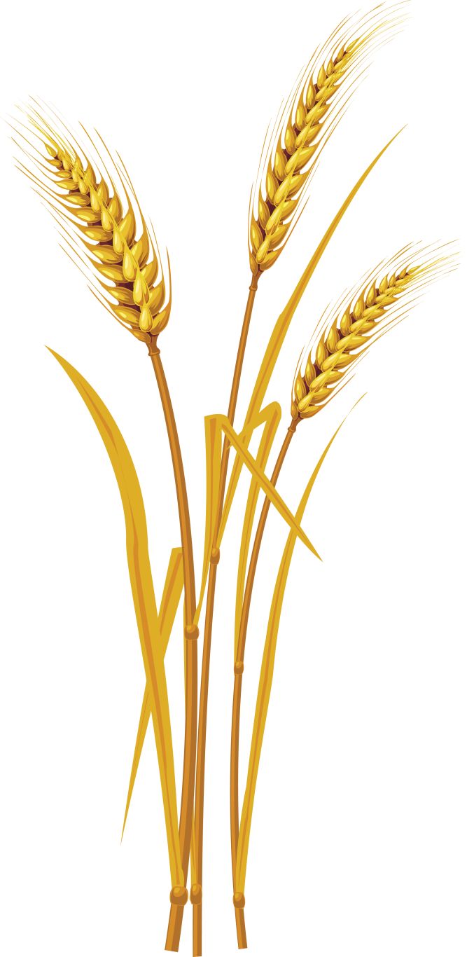 Wheat PNG     图片编号:36324