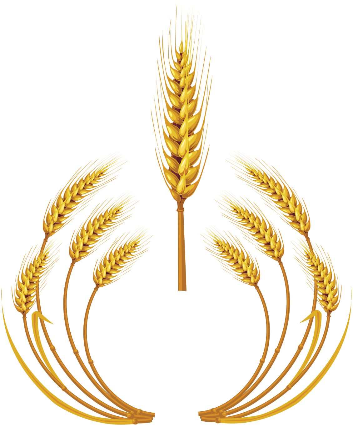 Wheat PNG     图片编号:36325
