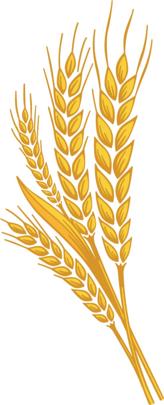 Wheat PNG     图片编号:36384