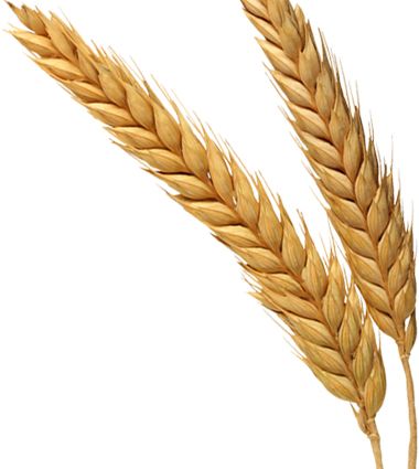 Wheat PNG     图片编号:36397