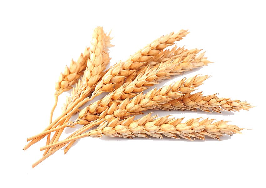 Wheat PNG     图片编号:36405