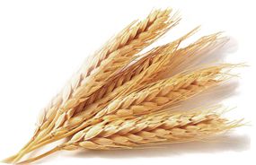 Wheat PNG     图片编号:36407