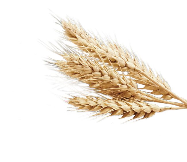 Wheat PNG     图片编号:36408
