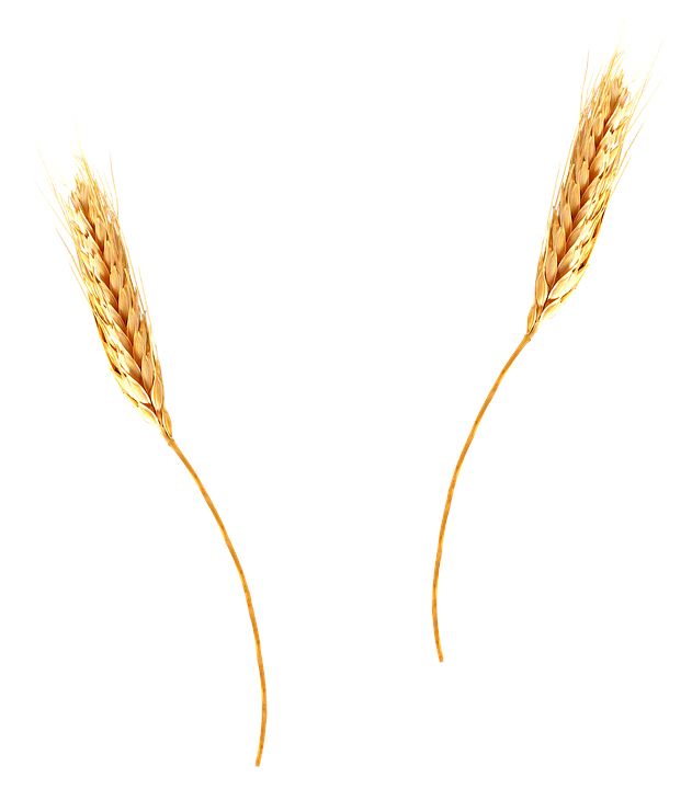Wheat PNG     图片编号:36409