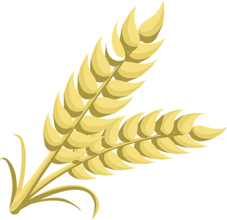 Wheat PNG     图片编号:36411