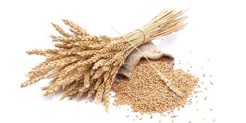 Wheat PNG     图片编号:36412