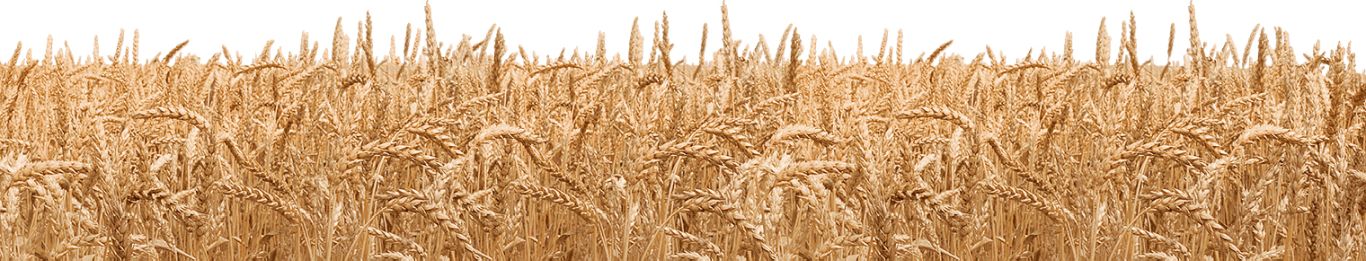 Wheat PNG     图片编号:36414