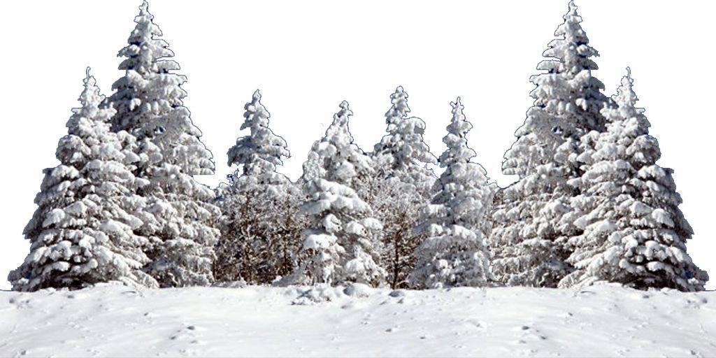 Winter forest PNG     图片编号:95967