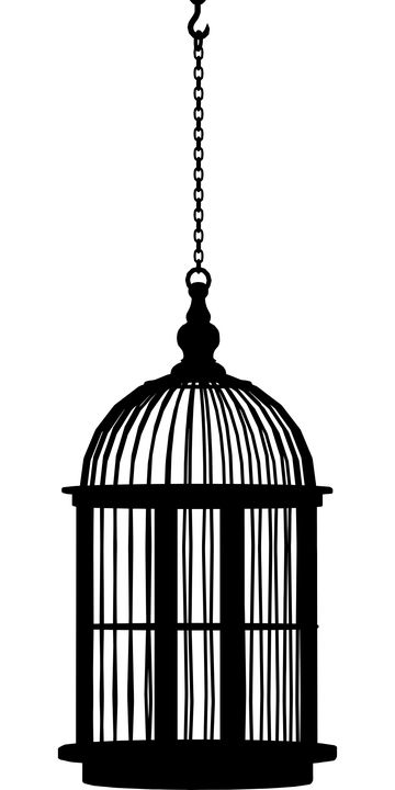 Cage bird PNG    图片编号:41412