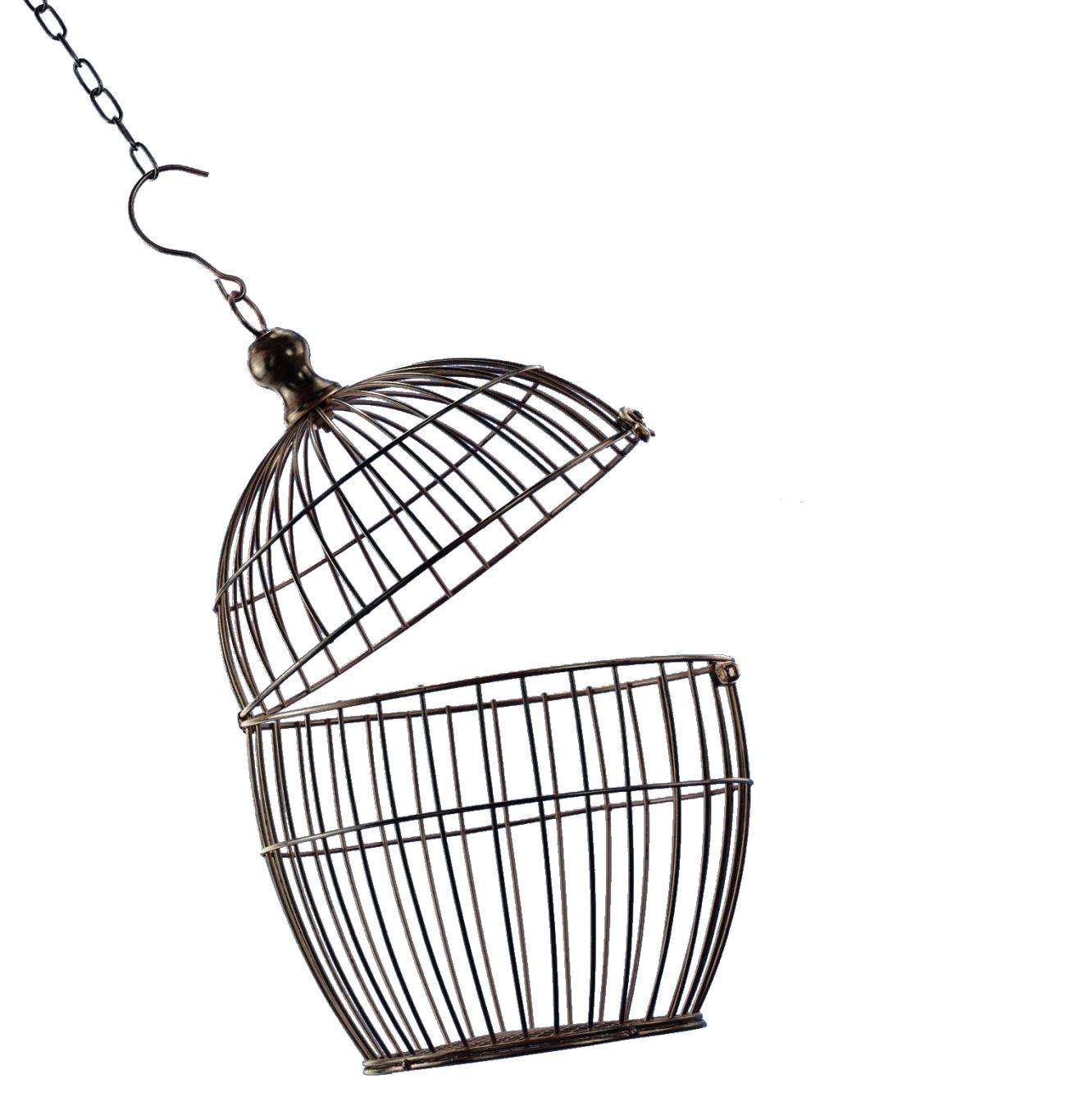 Cage bird PNG    图片编号:41416