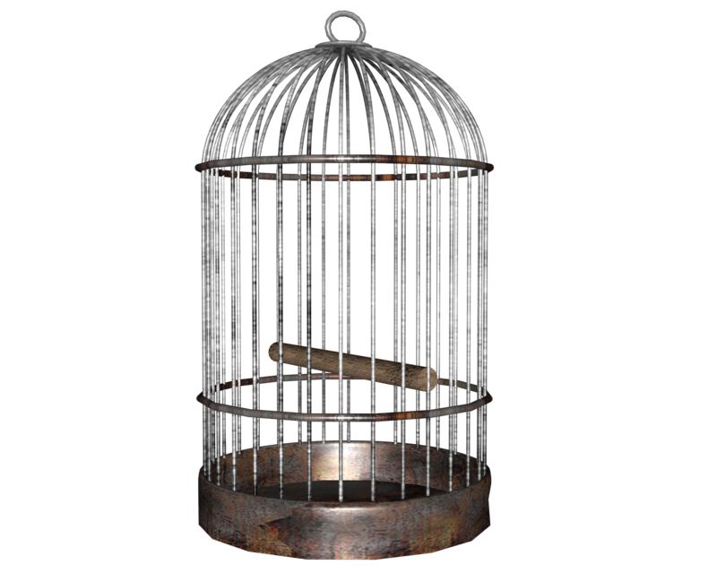 Cage bird PNG    图片编号:41417