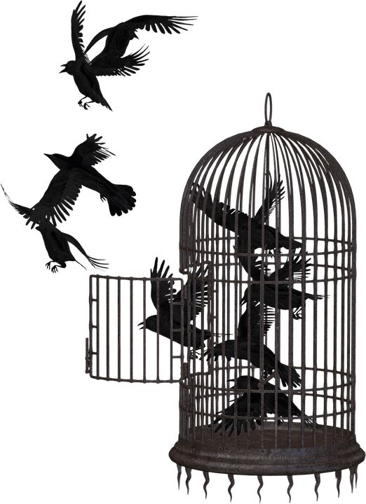 Cage bird PNG    图片编号:41425