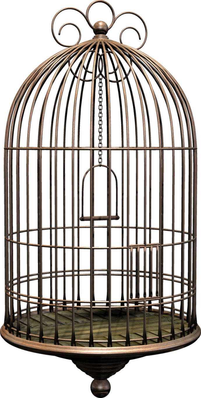 Cage bird PNG    图片编号:41432