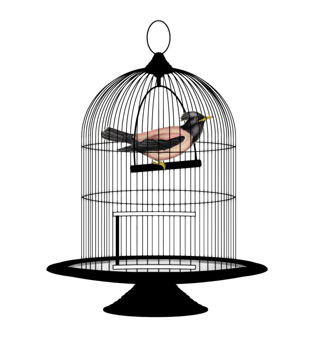 Cage bird PNG    图片编号:41438