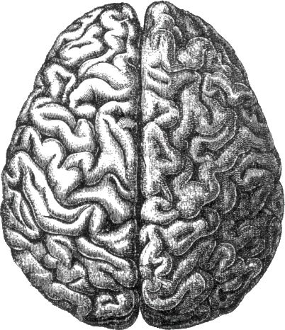 Brain PNG    图片编号:86635