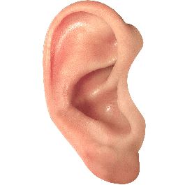 Ear PNG    图片编号:35700