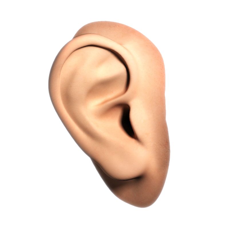 Ear PNG    图片编号:35701