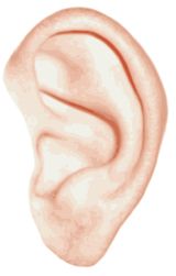 Ear PNG    图片编号:35706