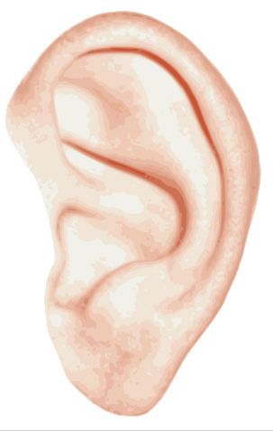 Ear PNG image    图片编号:6246