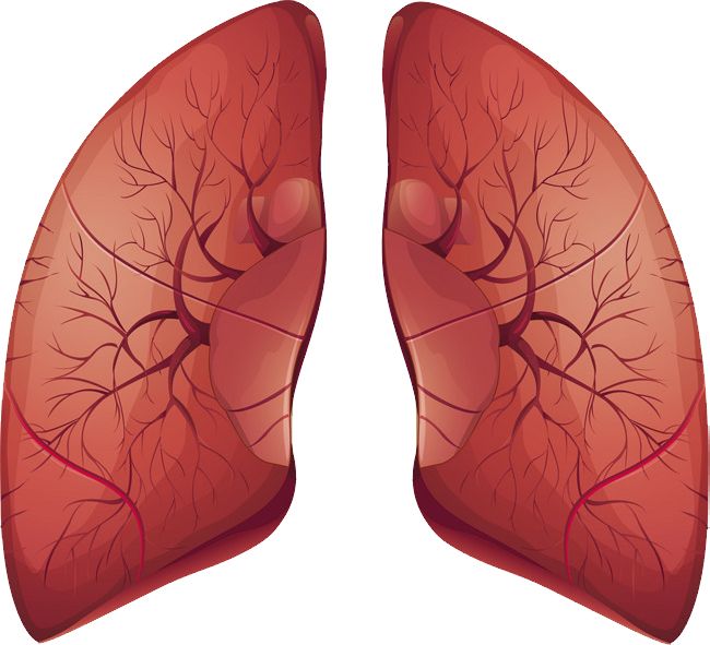 Lungs PNG    图片编号:74868