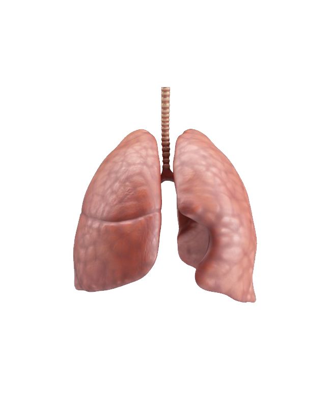 Lungs PNG    图片编号:74870