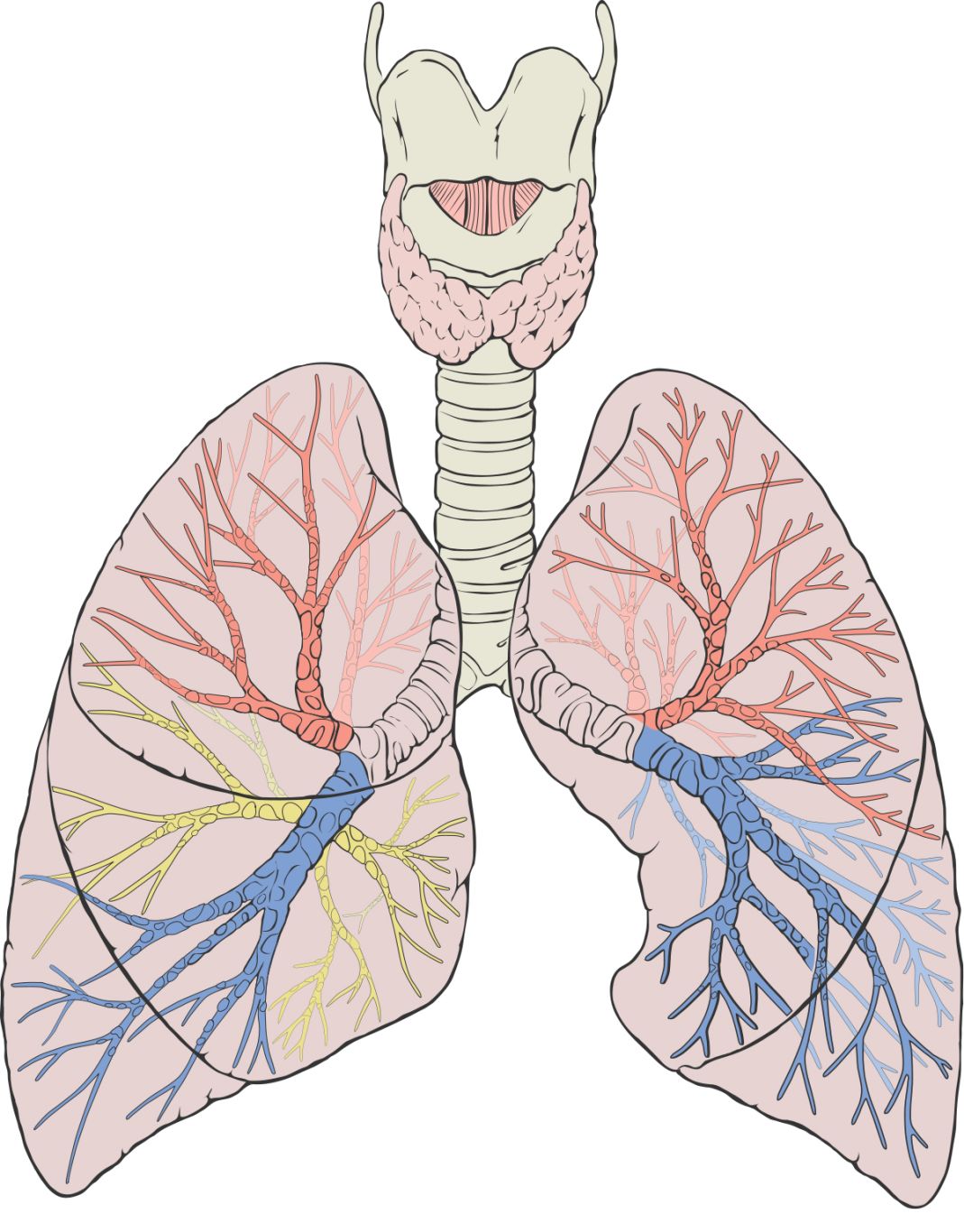 Lungs PNG    图片编号:74872