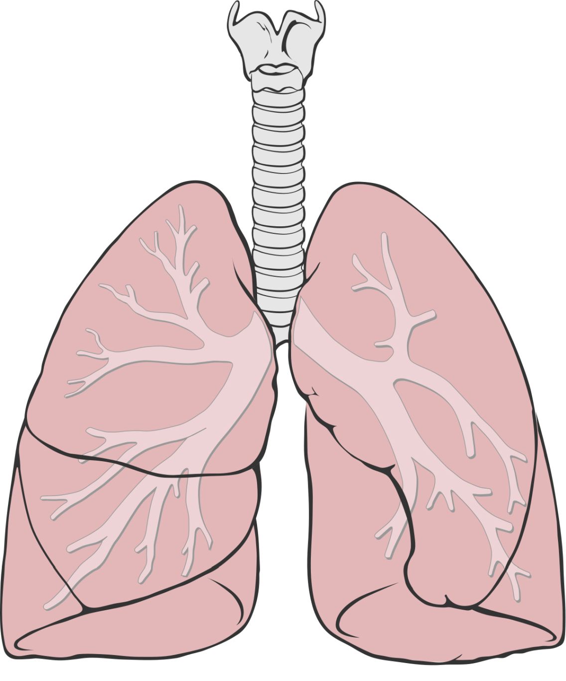 Lungs PNG    图片编号:74873
